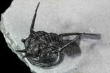 Devil Horned Cyphaspis Walteri Trilobite #89490-1